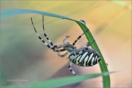 <p>KŘIŽÁK PRUHOVANÝ (Argiope bruennichi) ---- /Wasp spider - Wespenspinne/</p>